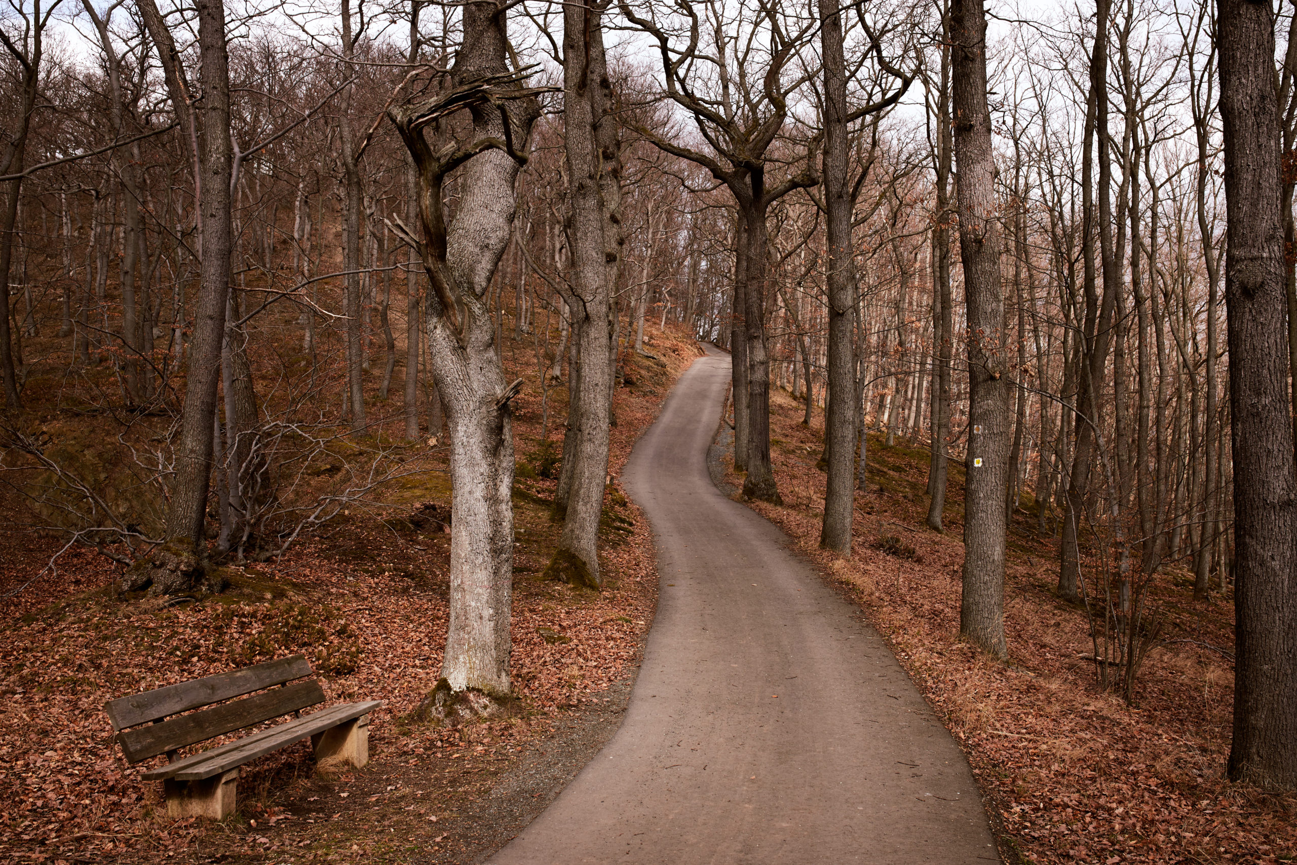 Von-Eichen-umgebener-Weg-zur-Harburg-im-Harz-in-Wernigerode