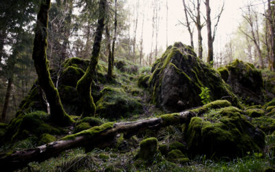 Geheimer Wandertipp  im Harz:  Die Jermersteinklippen  in Braunlage